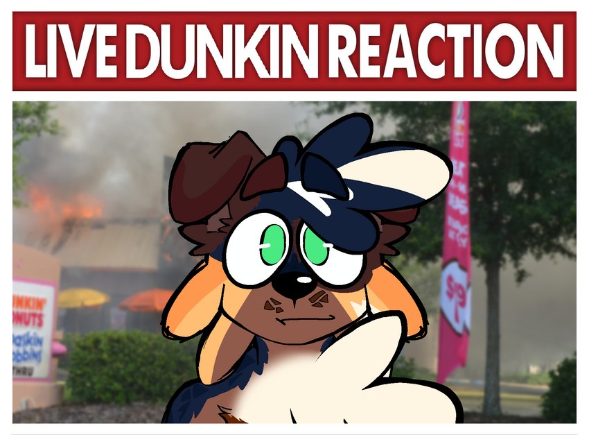 anthro blue_body blue_fur brown_body brown_fur fire floppy_ears fur green_eyes oblivious orange_body orange_fur photo_background solo white_body white_fur jamsire baskin_robbins dunkin'_donuts live_reaction_(meme) dunkin_(jamsire) blue_merle canid canine canis domestic_dog mammal hi_res meme photography_(artwork)