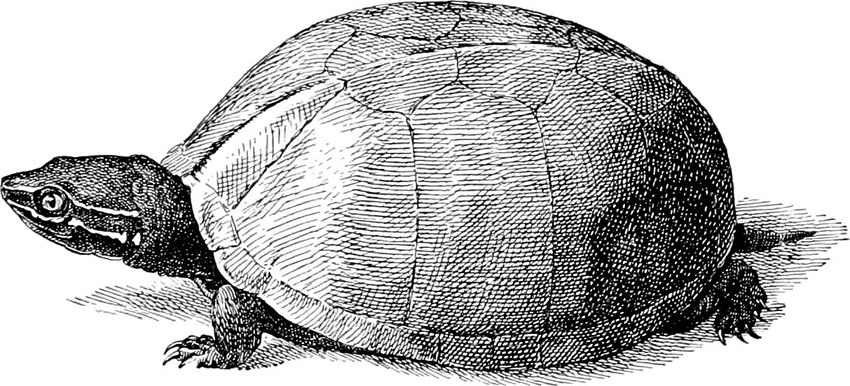 5_toes ambiguous_gender black_line_art claws feet feral mouth_closed pupils scales scratchboard shadow shell side_view simple_background slit_pupils solo standing tail toe_claws toes white_background edward_knobel public_domain musk_turtle reptile scalie turtle 1896 19th_century ancient_art black_and_white full-length_portrait line_art monochrome portrait traditional_media_(artwork)