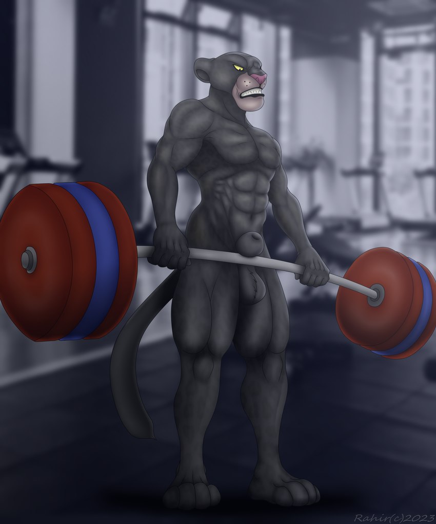 abs animal_genitalia anthro balls biceps black_body black_fur exercise fully_sheathed fur genitals gym holding_barbell holding_object male melanistic muscular muscular_anthro muscular_male nude nude_workout pecs pink_nose sheath solo tail teeth weightlifting weights workout yellow_sclera rahir the_jungle_book bagheera_(jungle_book) felid mammal pantherine 5:6 digital_media_(artwork) hi_res