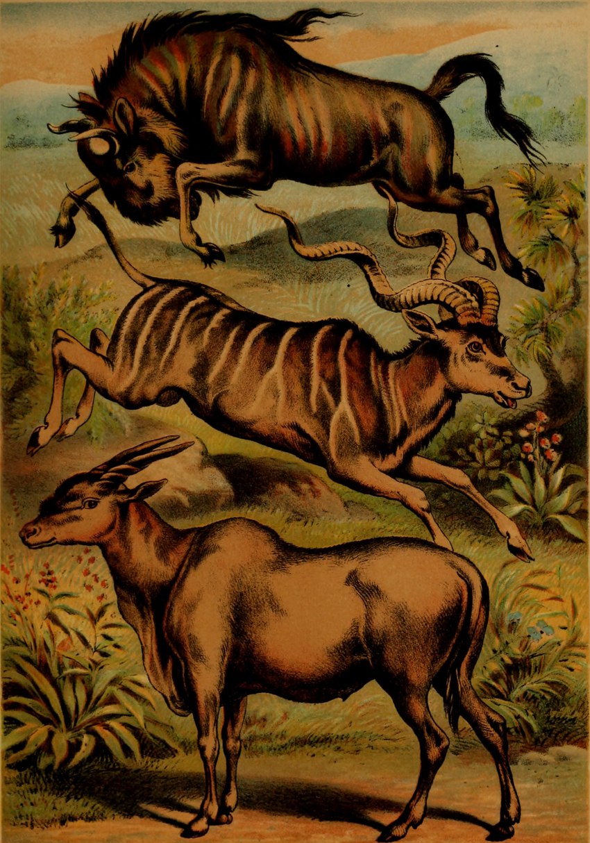 balls feral fur genitals group hooves horn male plant quadruped striped_body striped_fur stripes tail tail_tuft trio tuft hugh_craig public_domain alcelaphine antelope bovid bovine eland gnu kudu mammal spiral-horned_antelope 1897 19th_century absurd_res ancient_art hi_res traditional_media_(artwork)