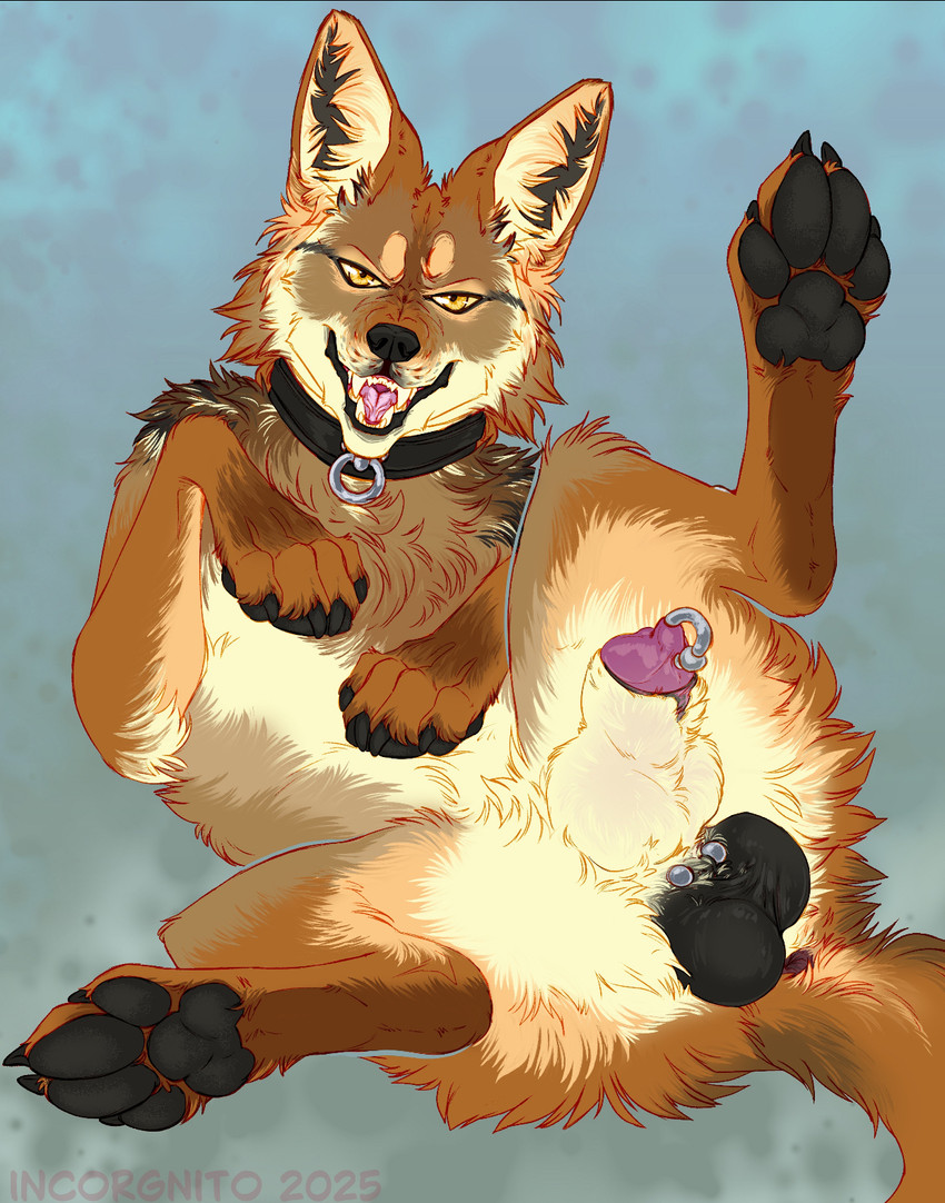 animal_genitalia anthro balls collar feral genital_piercing genitals knot_in_sheath male paws penis penis_piercing piercing prince_albert_piercing sheath incorgnito kojote canid canine canis coyote mammal hi_res