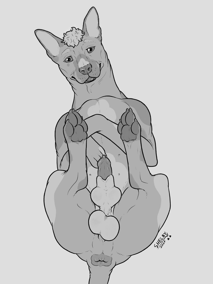 anatomically_correct anatomically_correct_genitalia animal_genitalia anus balls belly blep canine_genitalia chest_markings erection feral genitals hair hairless knot knot_in_sheath knotted_penis lighter_belly lipsticking looking_at_viewer lying male markings mole_(marking) on_back pawpads penis puckered_anus sheath simple_background solo spots spotted_markings tail tail_anus tongue tongue_out sketchy_shelby pinto_(pantherwaltz) canid canine canis domestic_dog hairless_dog mammal primitive_dog xoloitzcuintli absurd_res hi_res monochrome sketch