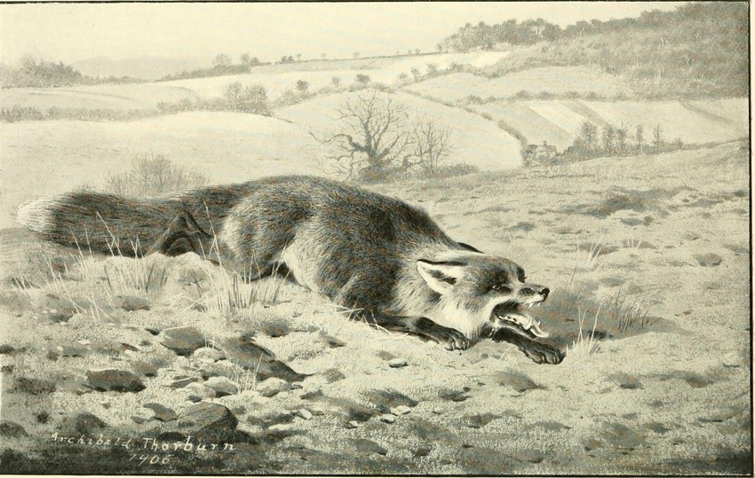 ambiguous_gender detailed_background feral nude open_mouth outside quadruped solo teeth text tongue tongue_out archibald_thorburn canid canine fox mammal red_fox true_fox 1906 20th_century ancient_art dated hi_res signature traditional_media_(artwork)