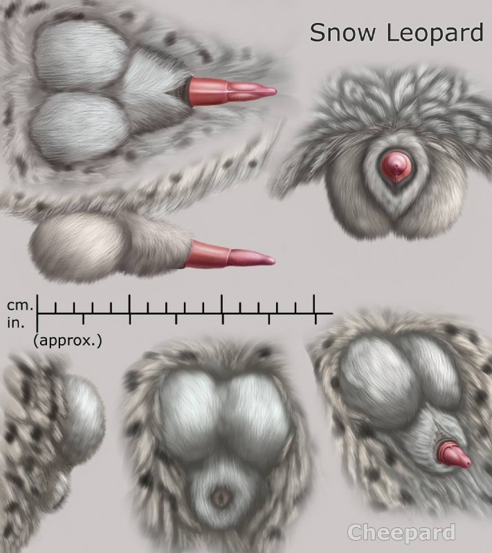 anatomically_correct anatomically_correct_genitalia anatomically_correct_penis anatomy anatomy_reference animal_genitalia animal_penis balls erection feline_genitalia feline_penis fully_sheathed fur genital_shot genitals male markings penile_spines penis penis_sheet penis_shot penis_tip pink_penis reference_guide sheath solo spots spotted_body spotted_fur turnaround cheepard felid leopard mammal pantherine snow_leopard biological_illustration hi_res model_sheet technical_illustration