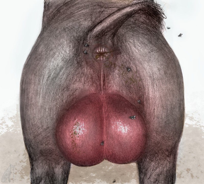 anatomically_correct anatomically_correct_anus anus backsack balls big_balls butt butt_shot dirty_anus feces feces_on_balls feces_on_genitals feral genitals grey_anus grey_body grey_perineum grey_skin grey_tail male perineum presenting presenting_anus realistic_feral red_balls scatplay sex short_tail simple_background solo tail darkmare arthropod domestic_pig fly_(animal) insect mammal suid suina sus_(pig) 2019