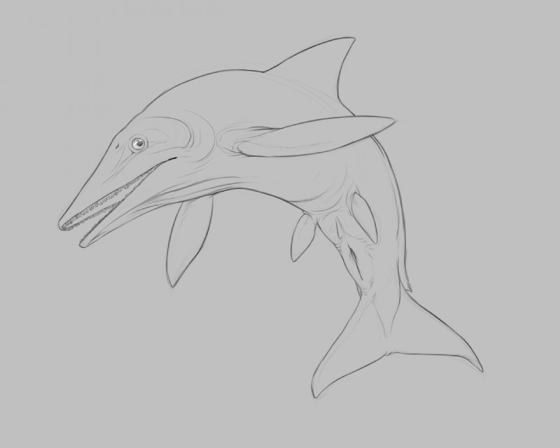 ambiguous_gender animal_genitalia cloaca feral genitals simple_background solo yaroul ichthyosaur ichthyosaurid ichthyosaurus marine reptile scalie 5:4 greyscale monochrome