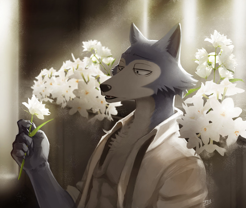 5_fingers abs anthro chest_tuft claws clothed clothing fangs fingers flower holding_object looking_at_object male muscular muscular_anthro muscular_male open_clothing open_mouth open_shirt open_topwear pecs plant shirt solo suspenders teeth topwear tuft unbuttoned_shirt 7theaven beastars legoshi_(beastars) canid canine canis mammal wolf absurd_res hi_res