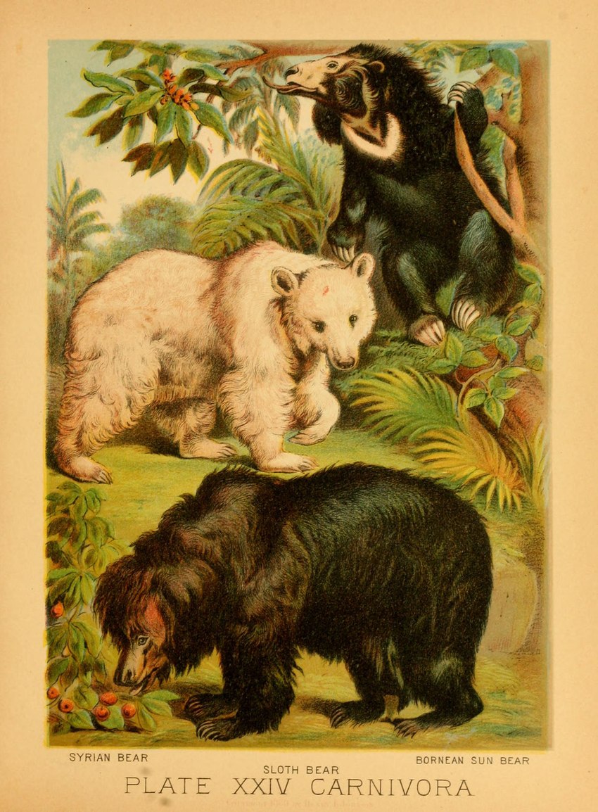 ambiguous_gender black_body black_fur claws feral fur group paws plant quadruped text tongue tongue_out trio white_body white_fur hugh_craig public_domain bear mammal sloth_bear sun_bear syrian_bear ursine 1897 19th_century absurd_res ancient_art biological_illustration hi_res technical_illustration traditional_media_(artwork) zoological_illustration