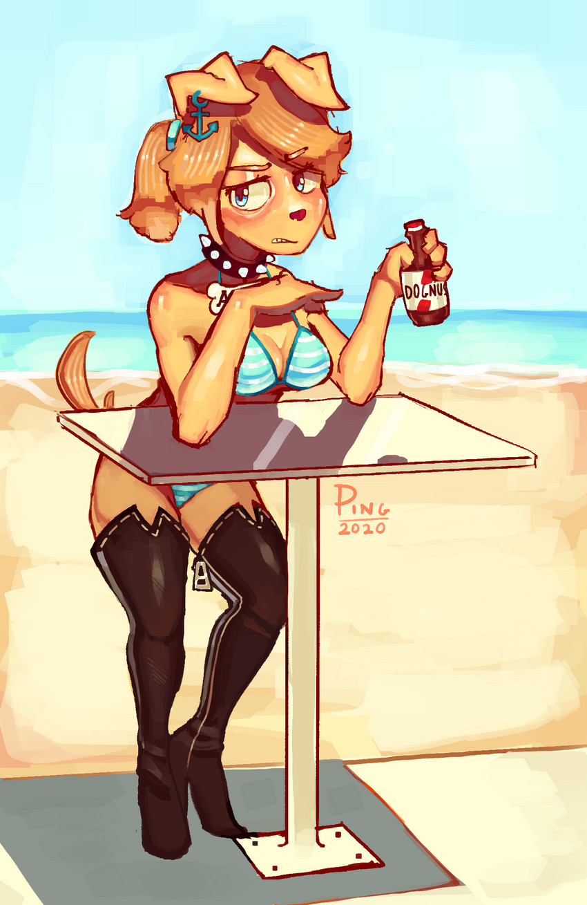 4_fingers anthro beverage bikini blue_eyes boots breasts brown_hair clothing collar day ear_piercing female fingers footwear fur furniture hair high_heeled_boots high_heels holding_beverage holding_object legwear piercing ponytail seaside shoes solo standing swimwear table tan_body tan_fur thigh_boots thigh_highs two-piece_swimsuit water pingpenne amber_(ping-ether) canid canine canis domestic_dog mammal hi_res