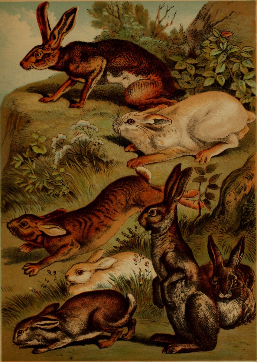 ambiguous_gender feral fur grass group plant quadruped scut_tail short_tail striped_body striped_fur stripes tail whiskers hugh_craig public_domain hare lagomorph leporid mammal rabbit 1897 19th_century absurd_res ancient_art hi_res traditional_media_(artwork)