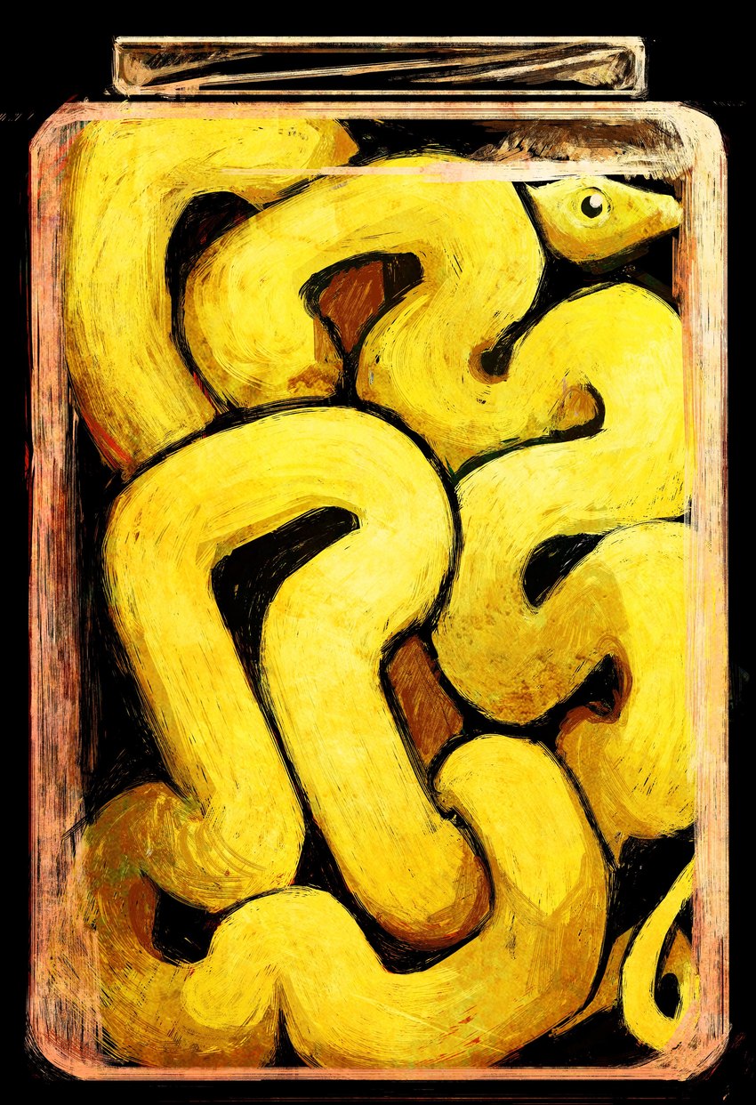 ambiguous_gender black_background container feral in_container in_jar jar pupils scales serpentine side_view simple_background snout solo trapped yellow_body yellow_scales schmrgl reptile scalie snake 2024 absurd_res digital_media_(artwork) digital_painting_(artwork) full-length_portrait hi_res portrait shaded