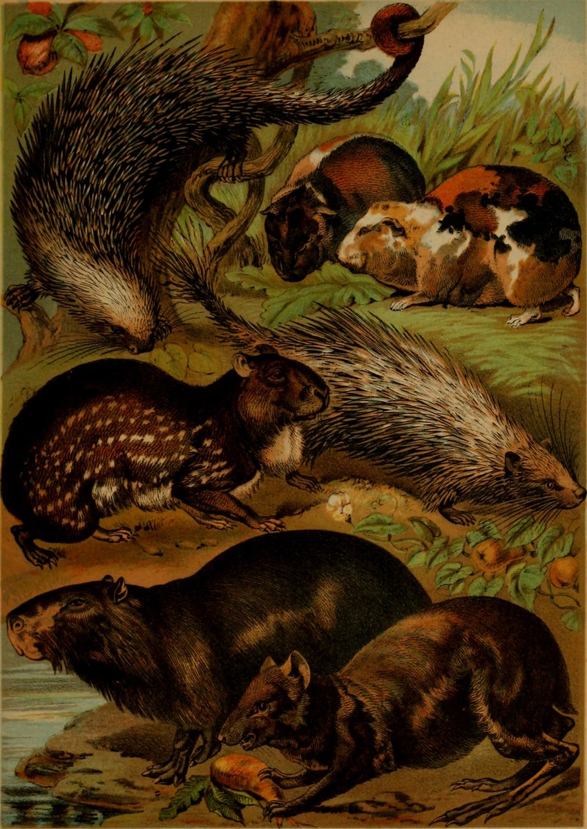 ambiguous_gender claws feral fur group paws plant prehensile_tail quadruped quills_(anatomy) tail whiskers hugh_craig public_domain agouti brazilian_porcupine capybara caviid coendou guinea_pig mammal new_world_porcupine paca porcupine rodent 1897 19th_century absurd_res ancient_art hi_res traditional_media_(artwork)