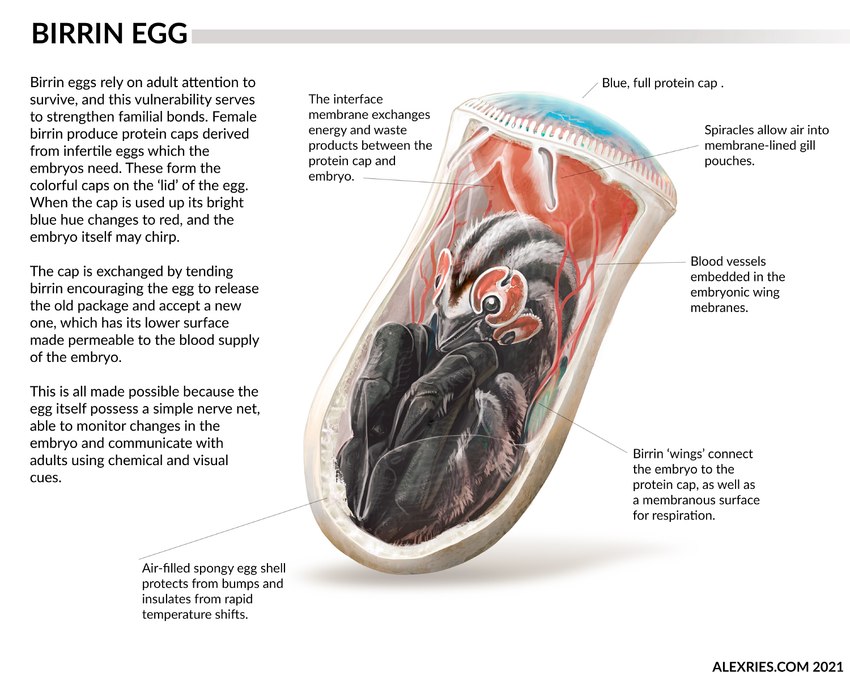 4_eyes 6_legs ambiguous_gender baby diagram egg embryo fur gills grey_body grey_skin internal lore multi_eye orange_body orange_skin simple_background solo striped_body striped_fur stripes text wall_of_text white_background white_body white_skin wings young alex_ries alien birrin 2021 dated english_text url