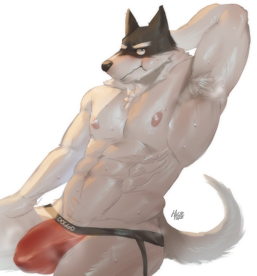 abs anthro armpit_hair black_body black_fur bodily_fluids body_hair bulge clothed clothing fur looking_at_viewer male muscular muscular_anthro muscular_male musk nipples nude pecs pink_clothing pink_nipples pink_topwear shirt solo sweat sweatdrop topwear underwear white_body white_fur huzzhuz undertale undertale_(series) doggo_(undertale) canid canine canis domestic_dog mammal digital_media_(artwork) hi_res