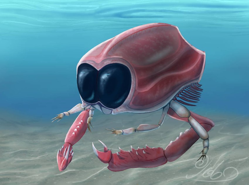 ambiguous_gender big_eyes black_eyes claws feral fin pincers red_body solo underwater water gabuded arthropod crustacean dollocaris marine 2021 digital_drawing_(artwork) digital_media_(artwork) signature