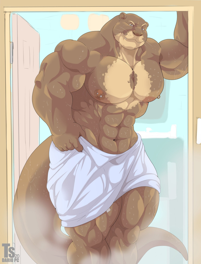 5_fingers abs anthro barazoku big_muscles brown_body brown_fur fingers fur grey_eyes grin huge_muscles humanoid_hands looking_at_viewer male muscular muscular_anthro muscular_male nipple_piercing nipples pecs piercing smile solo standing towel towel_only wet whiskers tylerstark friday_(friday_otter) giant_otter mammal mustelid otter river_otter 2020 hi_res