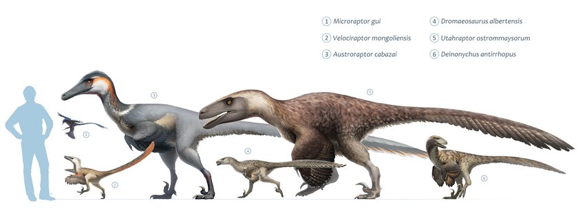 ambiguous_gender beak biped brown_body brown_feathers chart feathers feet feral flying group nude on_one_leg open_mouth sharp_teeth side_view silhouette simple_background size_chart size_difference standing tail tailbutt talons teeth toes white_background fredthedinosaurman cc-by-sa creative_commons austroraptor deinonychus dinosaur dromaeosaurid dromaeosaurus feathered_dinosaur feathered_scalie human mammal microraptor prehistoric_species reptile scalie theropod utahraptor velociraptor 2017 absurd_res digital_media_(artwork) hi_res