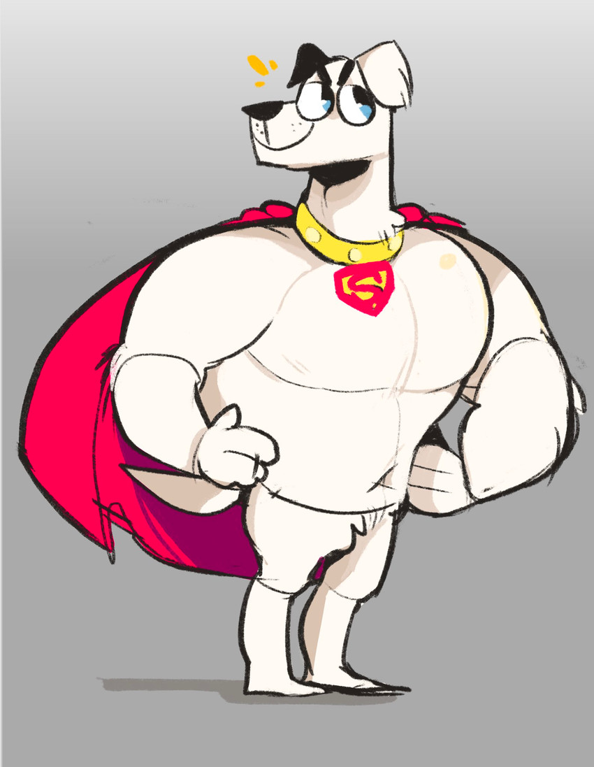 anthro anthrofied big_eyes cape clothing collar costume dog_tags emanata fur hands_on_hips male muscular muscular_anthro muscular_male navel smile solo standing white_body white_fur scraffyraccoon dc_comics krypto_the_superdog krypto canid canine canis domestic_dog mammal 2020 hi_res