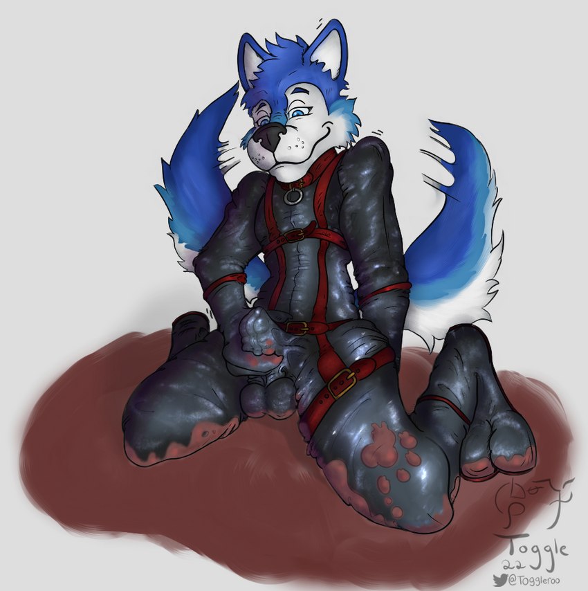 bdsm blue_body blue_fur bulge fur gimp_suit harness latex leather male mud petplay roleplay solo toggle_(artist) gimic_(drakehusky) canid canine canis domestic_dog husky mammal nordic_sled_dog spitz 2022 artist_name digital_media_(artwork) watermark