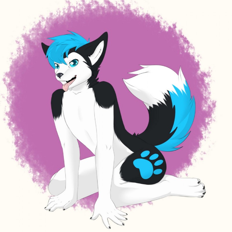 anthro biped blue_hair fangs hair kneeling looking_at_viewer male nude simple_background smile solo teeth tongue tongue_out babbuful canid canine canis domestic_dog husky mammal nordic_sled_dog spitz 1:1 hi_res