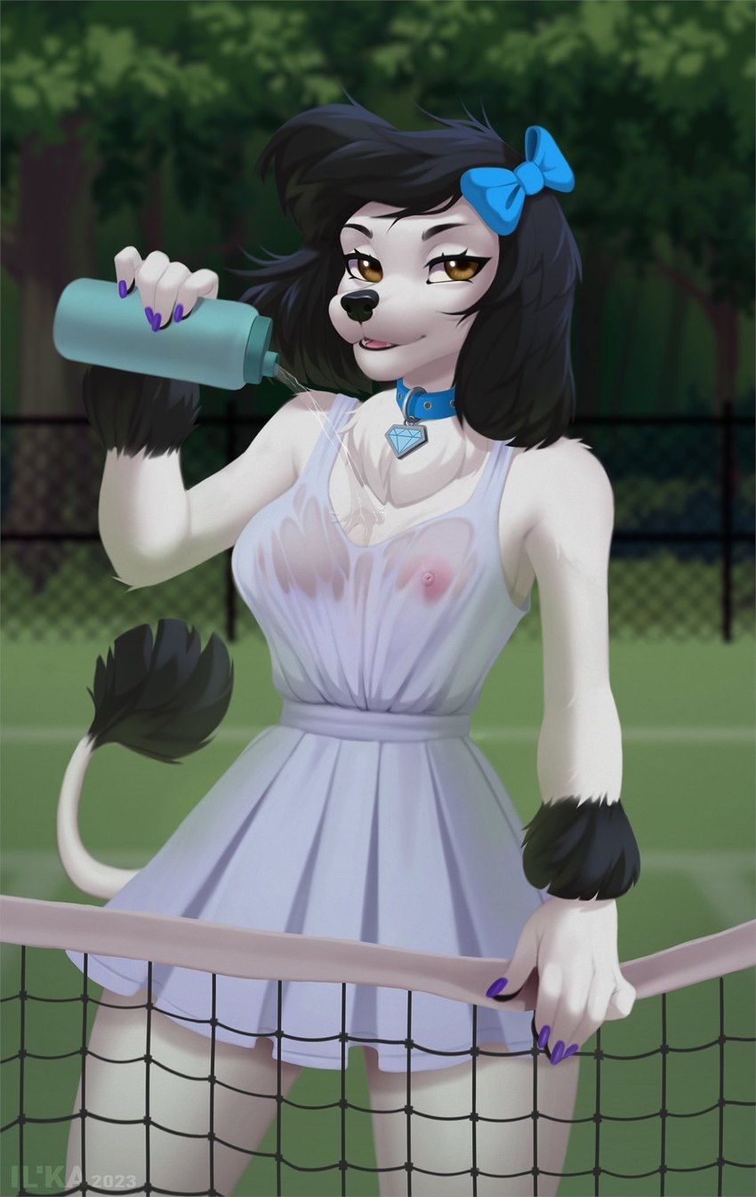 anthro black_body black_fur black_nose brown_eyes clothed clothing collar female fur looking_at_viewer nipples no_bra outside solo sport tail tail_tuft tennis translucent translucent_clothing tuft water wet wet_clothing white_body white_fur il'ka princess_(nicoya) canid canine canis domestic_dog mammal hi_res