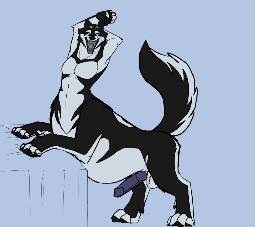 anthro anthro_pred balls bed belly big_belly bloated dewclaw erection fingerless_(marking) furniture genitals hands_behind_head male muscular open_mouth penis raised_tail solo stretching tail taur_pred teeth tongue vore yawn yawning_position diablito_(artist) wolfywetfurr_(artist) infinite wolfywetfurr alaskan_malamute canid canid_taur canine canine_taur canis domestic_dog mammal mammal_taur nordic_sled_dog spitz taur wolf hi_res