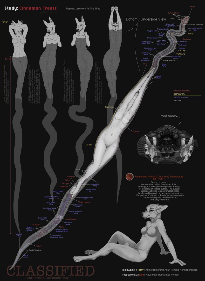 abdominal_bulge ambiguous_gender anatomy anatomy_chart anthro anthro_prey breasts chart duo female female_prey feral feral_pred fully_inside fur inside_stomach internal mouth_shot nude open_mouth oral_vore organs partially_inside swallowing text tight_fit vore willing_prey alekthebeasty canid canine canis domestic_dog mammal norrbottenspets reptile scalie snake spitz absurd_res artrage_(artwork) digital_media_(artwork) english_text hi_res