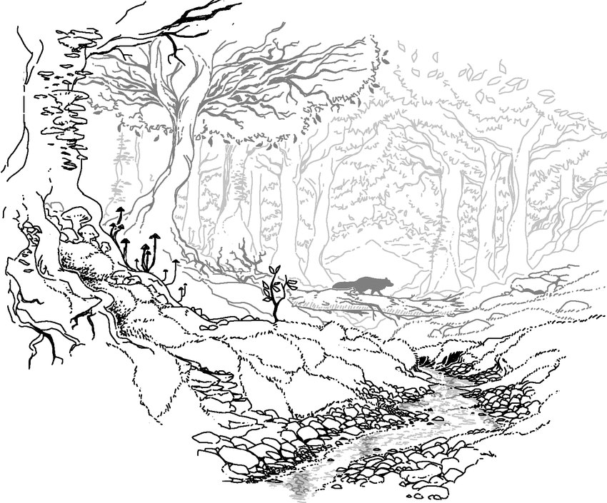 ambiguous_gender creek detailed_background fallen_tree feral forest fungus mushroom outside plant rock scenery_porn silhouette snout solo tail tree walking water dyyrlysh canid canine fox mammal 2021 digital_drawing_(artwork) digital_media_(artwork) greyscale hi_res krita_(artwork) monochrome