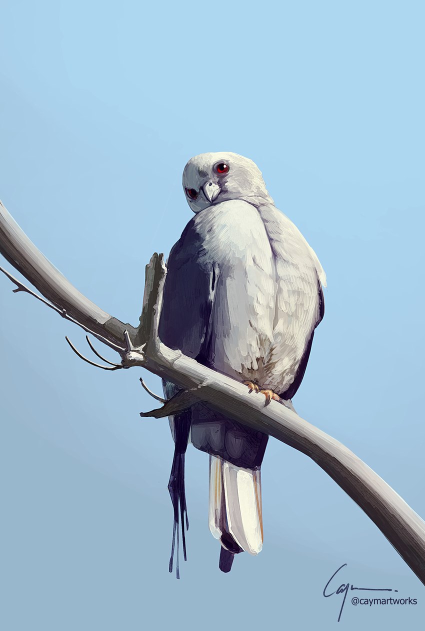 ambiguous_feral ambiguous_gender avian_feet beak blue_background branch feathered_wings feathers feral folded_wings front_view looking_at_viewer looking_down low-angle_view on_branch perching red_sclera simple_background solo tail tail_feathers white_beak white_body white_feathers wings caymartworks avian bird columbid dove 2022 absurd_res digital_media_(artwork) digital_painting_(artwork) full-length_portrait hi_res portrait