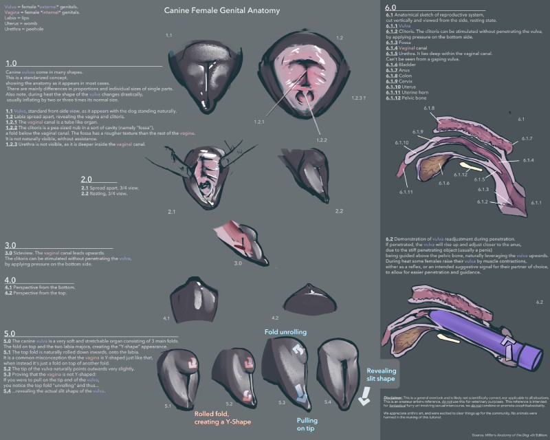 anatomical_diagram anatomically_correct anatomically_correct_genitalia anatomically_correct_pussy anatomy anatomy_reference animal_clitoris animal_genitalia animal_pussy anus bladder canine_genitalia canine_pussy cervix chart clitoral_fossa clitoris colon diagram educational female feral fingers gaping genitals how-to internal organs penetration presenting presenting_pussy pussy reference_guide sex_toy simple_background solo species_sheet spreading text the_more_you_know urethra uterus vaginal vaginal_penetration vibrator anonymous_artist canid canine canis domestic_dog mammal 2018 5:4 digital_media_(artwork) english_text hi_res model_sheet