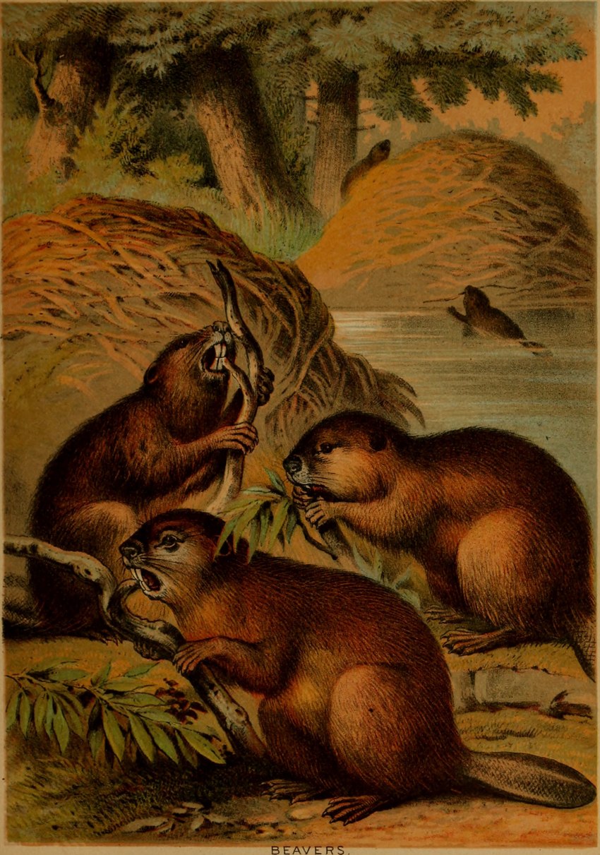 ambiguous_gender buckteeth feral group partially_submerged plant tail teeth tree water whiskers hugh_craig public_domain beaver mammal rodent 1897 19th_century absurd_res ancient_art hi_res traditional_media_(artwork)