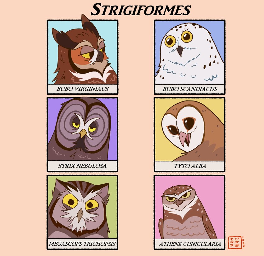 ambiguous_gender beak black_eyes feathers feral group looking_at_another orange_body orange_feathers simple_background simple_eyes yellow_eyes kabuki-aku avian barn_owl bird great_grey_owl great_horned_owl horned_owl owl screech_owl snowy_owl strix_(genus) true_owl tyto tytonid whiskered_screech_owl absurd_res hi_res