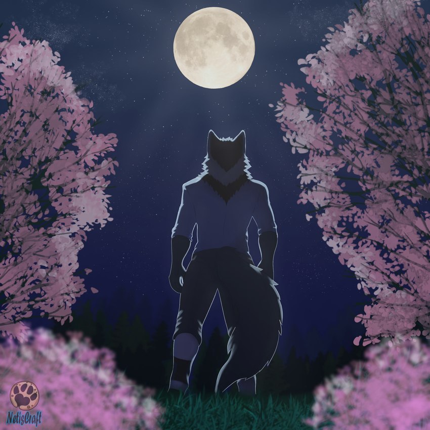 anthro bottomwear cherry_blossom clothing flower fur grass grey_body grey_fur light male moon moonlight nature night pants plant prunus_(flower) shirt solo star topwear tree netiscraft canid canine canis mammal wolf 1:1 hi_res wallpaper