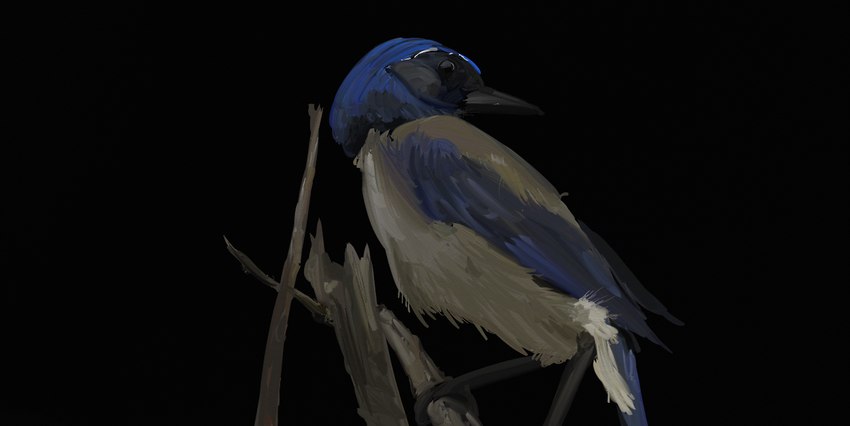 ambiguous_gender beak biped black_background black_beak blue_body blue_feathers branch feathers feral simple_background solo tan_body tan_feathers obelisk398 avian bird california_scrub_jay corvid jay_(bird) new_world_jay oscine passerine scrub_jay dark_theme digital_media_(artwork) digital_painting_(artwork) painting_(artwork) restricted_palette shaded simple_shading