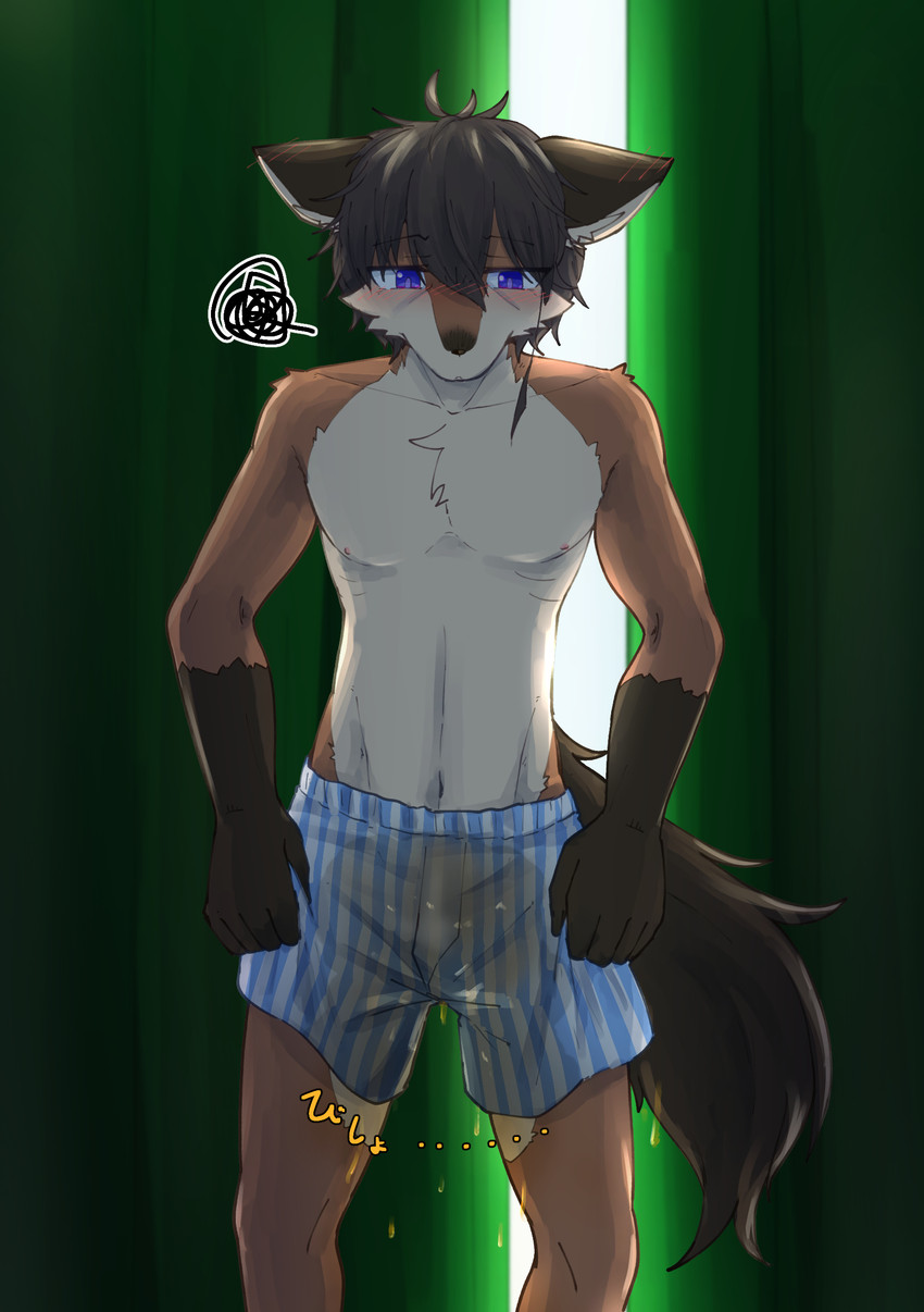 anthro blush blush_lines bodily_fluids bottomwear brown_hair clothed clothing curtains ears_aside front_view fur genital_fluids hair hand_on_clothing holding_clothing holding_object inner_ear_fluff male multicolored_body multicolored_fur navel nipples omorashi onomatopoeia peeing shorts solo sound_effects standing tail text topless tuft two_tone_body two_tone_fur urine urine_on_self wetting endoudouhu akasaki_(endoudouhu) canid canine canis mammal wolf 2026 absurd_res hi_res japanese_text