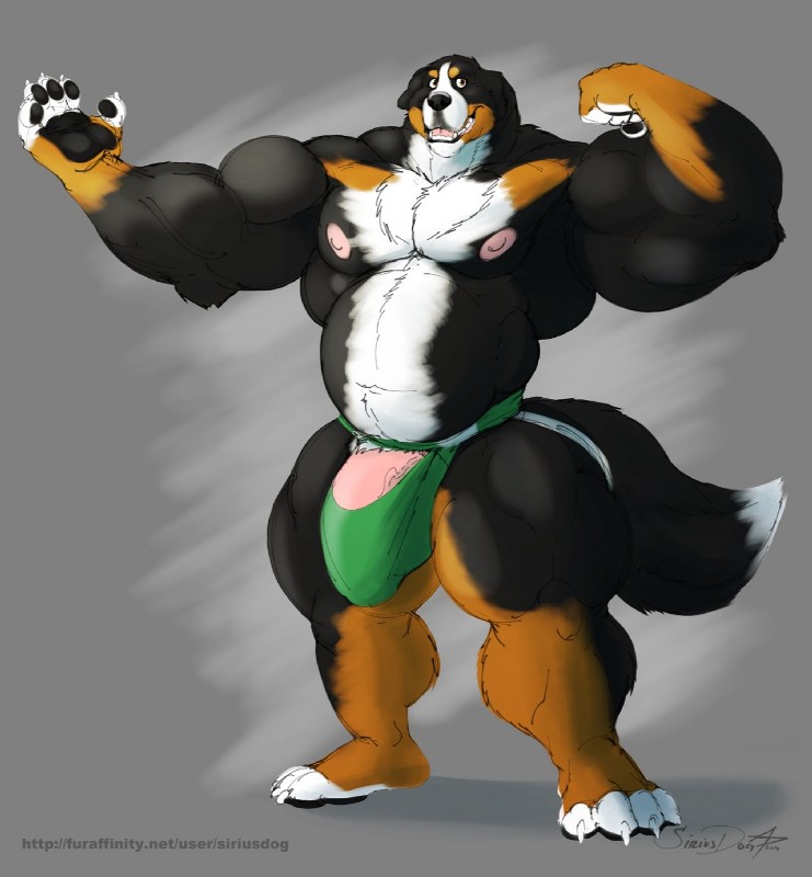 4_toes 5_fingers anthro belly biceps big_bulge big_muscles biped black_pawpads bulge claws clothing feet fingers flaccid flexing flexing_bicep genitals horizontal_fly huge_muscles humanoid_genitalia humanoid_penis jockstrap looking_at_viewer male muscular muscular_anthro muscular_male pawpads pecs penis penis_base solo standing tail toes underwear vein veiny_penis white_claws siriusdog jacob_(iron99) bernese_mountain_dog canid canine canis domestic_dog mammal molosser mountain_dog swiss_mountain_dog hi_res