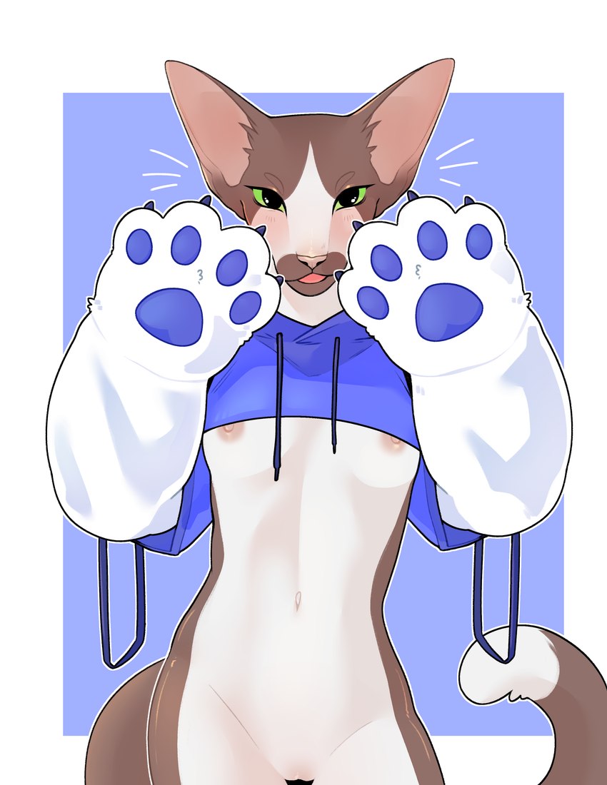 anthro bolero_top bottomless breasts clothed clothing female navel nipples organs partially_clothed pawpads paws slim small_breasts solo stomach sweater topwear topwear_only under_boob ayannzer domestic_cat felid feline felis mammal oriental_shorthair absurd_res hi_res