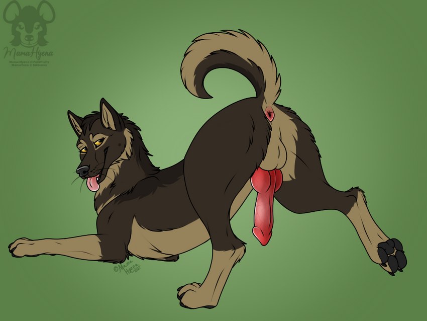 anatomically_correct anatomically_correct_genitalia anatomically_correct_penis animal_genitalia animal_penis anus ass_up balls black_pawpads breath brown_body brown_fur butt canine_genitalia canine_penis erection feral fur genitals knot leg_markings looking_back male markings panting pawpads paws penis perineum presenting presenting_hindquarters presenting_penis raised_leg raised_paw raised_tail red_penis socks_(marking) solo tail tan_balls tan_body tan_fur tongue tongue_out yellow_sclera mama-hyena stomak alaskan_malamute canid canine canis domestic_dog german_shepherd herding_dog mammal nordic_sled_dog pastoral_dog spitz 2021 4:3 signature watermark