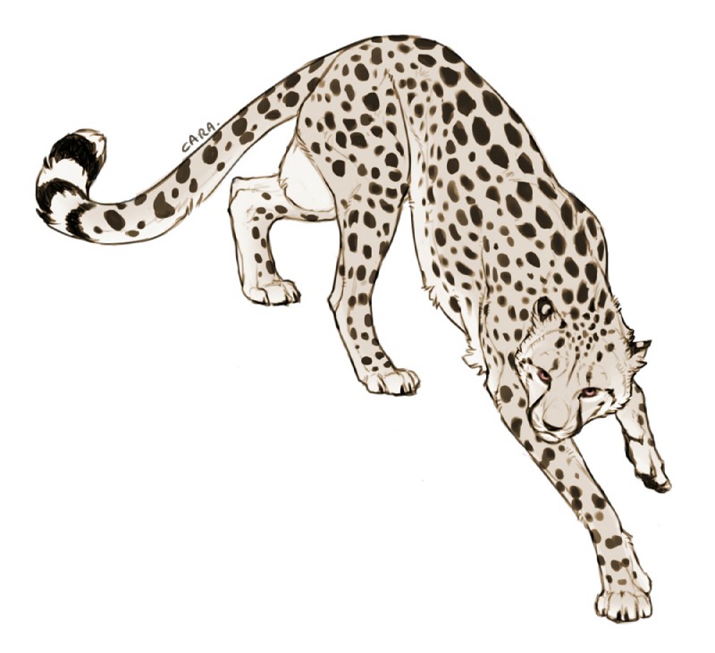 balls big_balls feral fur huge_balls looking_at_viewer male nude solo spots caraid jasiri cheetah felid feline mammal
