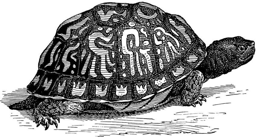 4_toes ambiguous_gender black_line_art claws closed_smile feet feral mouth_closed pupils scales scratchboard shadow shell side_view simple_background smile solo standing tail toe_claws toes white_background edward_knobel box_turtle common_box_turtle reptile scalie turtle 1896 19th_century ancient_art black_and_white full-length_portrait line_art monochrome portrait traditional_media_(artwork)