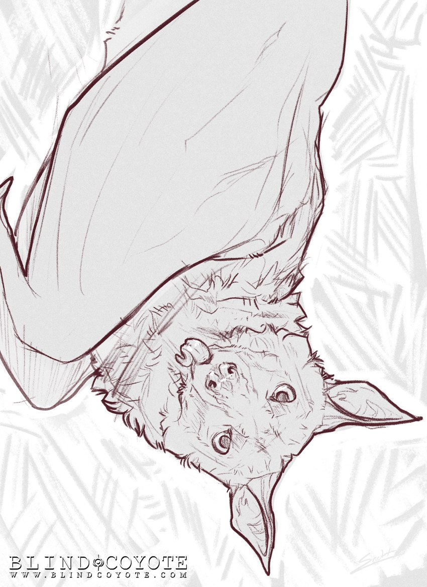 bat_ears bat_wings blep claws feral fluffy fur looking_at_viewer male membrane_(anatomy) membranous_wings patagium pattern_background realistic_wings ruff simple_background solo tongue tongue_out upside_down wings blindcoyote jack_desmodus bat flying_fox mammal megabat absurd_res half-length_portrait hi_res monochrome portrait sketch watermark male_(lore)