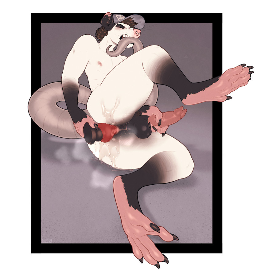 anal anal_masturbation anal_penetration anatomically_correct anatomically_correct_genitalia animal_genitalia animal_penis anthro balls bite brown_hair clothing dildo dildo_in_ass dildo_insertion erection eyes_closed facial_piercing feet forked_penis fur genitals hair hat hat_only headgear headgear_only headwear headwear_only lube_in_ass lube_on_dildo male male_penetrated marsupial_penis masturbation mostly_nude nipples nose_piercing nose_ring object_in_ass penetration penile penile_masturbation penis piercing ring_piercing sex_toy sex_toy_in_ass sex_toy_insertion solo tail tail_bite tail_in_mouth tail_in_own_mouth toying_self trucker_hat whiskers white_body white_fur seraphictiger fen_(wurzog) american_opossum mammal marsupial