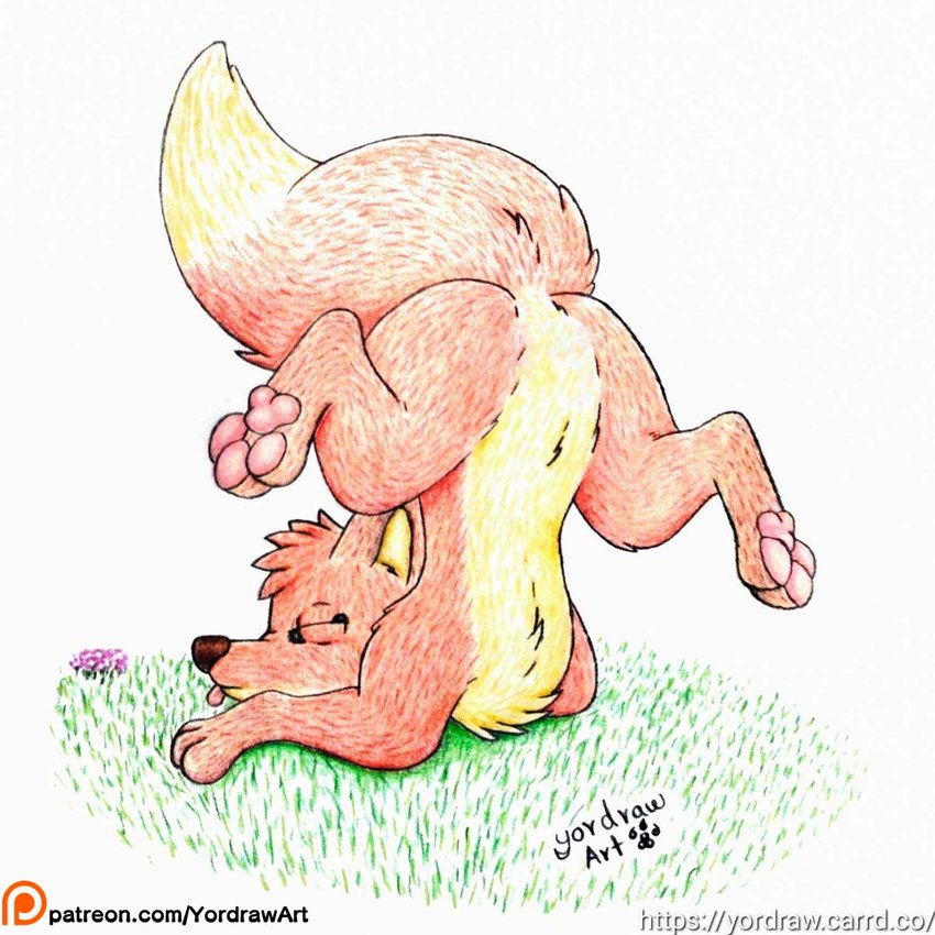 3_toes ass_up bent_legs butt butt_focus crotch_lines eyes_closed feet female feral flower foot_fetish fur grass hindpaw legs_in_air legs_up lying lying_on_ground on_front on_ground patreon_logo patreon_username pawpads paws pink_pawpads pink_tongue plant presenting presenting_hindquarters raised_tail red_body red_fur solo spread_legs spreading tail text toes tongue tongue_out yordraw jungledyret_hugo patreon rita_(jungledyret) canid canine fox mammal red_fox true_fox 1:1 hi_res traditional_media_(artwork) url