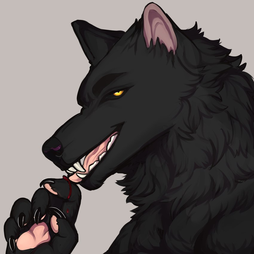 anthro black_body black_fur black_nose blood blood_on_hand bodily_fluids claws eyebrows finger_claws fur licking looking_at_viewer male orange_eyes pawpads sharp_teeth solo teeth tongue tongue_out runelocks canid canine canis mammal wolf 1:1 hi_res