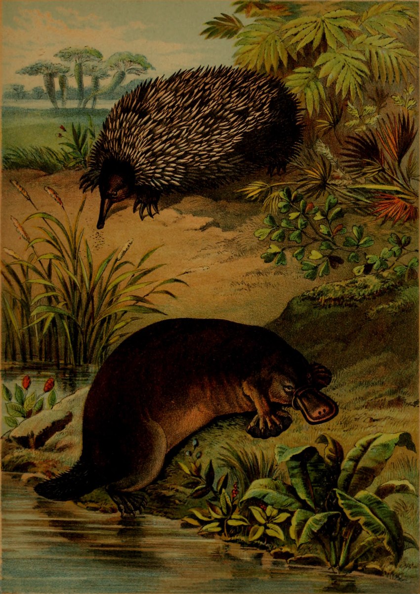 ambiguous_gender beak claws duo feral plant quadruped quills_(anatomy) tail water hugh_craig public_domain echidna mammal monotreme platypus 1897 19th_century absurd_res ancient_art hi_res traditional_media_(artwork)