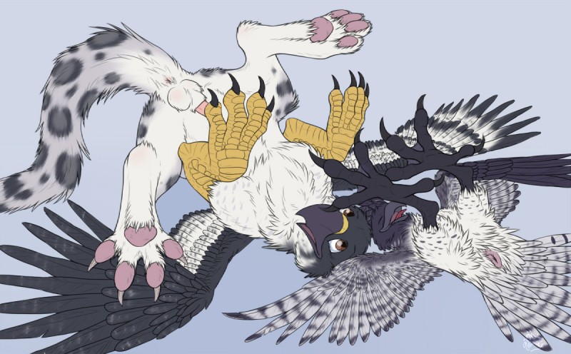 4_toes animal_genitalia anisodactyl anus avian_feet balls beak duo erection feathered_wings feathers feet feral genitals hindpaw lying male male/male on_back paws penis sheath spread_legs spreading tail talons toes wings catwolf mythology auspex noxy_(avian) accipitrid accipitriform augur_buzzard avian bird buteo eagle felid gryphon harpy_eagle leopard mammal mythological_avian mythological_creature pantherine snow_leopard 2011