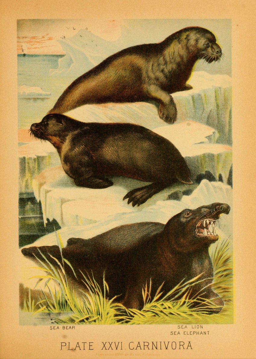 ambiguous_gender fangs feral fur group ice open_mouth plant teeth text trio whiskers hugh_craig public_domain mammal marine pinniped sea_bear sea_elephant sea_lion 1897 19th_century absurd_res ancient_art biological_illustration hi_res technical_illustration traditional_media_(artwork) zoological_illustration