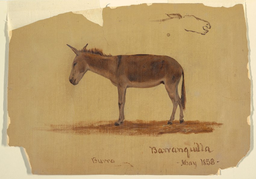 ambiguous_gender brown_body brown_fur colombia feral fur hooves mane open_mouth quadruped side_view simple_background snout solo standing tail tan_background frederic_edwin_church public_domain asinus donkey equid equine mammal 1858 19th_century absurd_res ancient_art dated hi_res sketch traditional_media_(artwork)