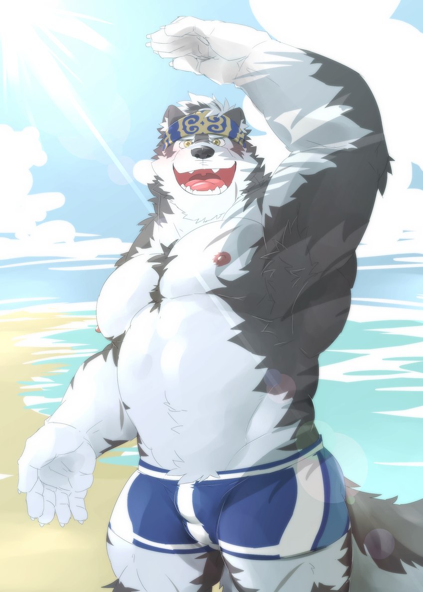 accessory anthro barazoku beach beachside biceps bottomwear bulge clothing fur grey_body grey_fur headband looking_at_viewer male musclegut muscular muscular_anthro muscular_male nipples outside pecs seaside shorts solo swimwear water meimei_kia lifewonders tokyo_afterschool_summoners horkeu_kamui_(tas) canid canine canis mammal wolf absurd_res hi_res