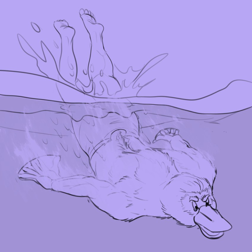 anthro beak clothed clothing diving feet fur fur_growth growth human_to_anthro male membrane_(anatomy) mid_transformation muscular muscular_male purple_background simple_background solo species_transformation splash topless torn_clothing transformation water webbed_hands awarebear mammal monotreme platypus werecreature wereplatypus 1:1